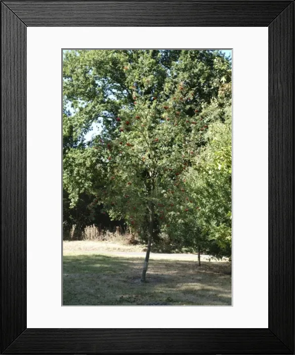 Framed Print : Sorbus aucuparia, rowan tree Framed Print : Sorbus aucuparia, rowan tree