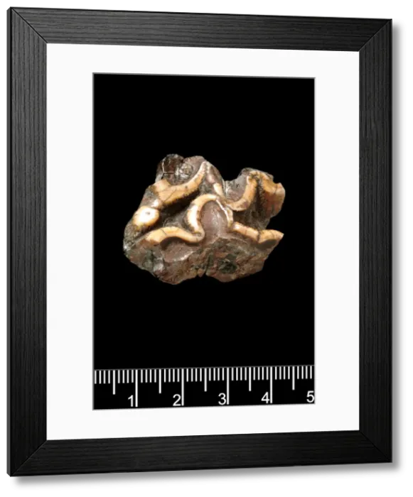 Framed Print : Hippopotamus amphibius, hippopotamus Framed Print : Hippopotamus amphibius, hippopotamus