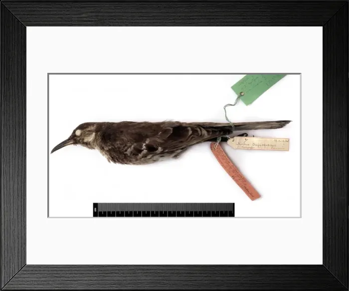 Framed Print : Nesomimus trifasciatus, Charles mockingbird Framed Print : Nesomimus trifasciatus, Charles mockingbird