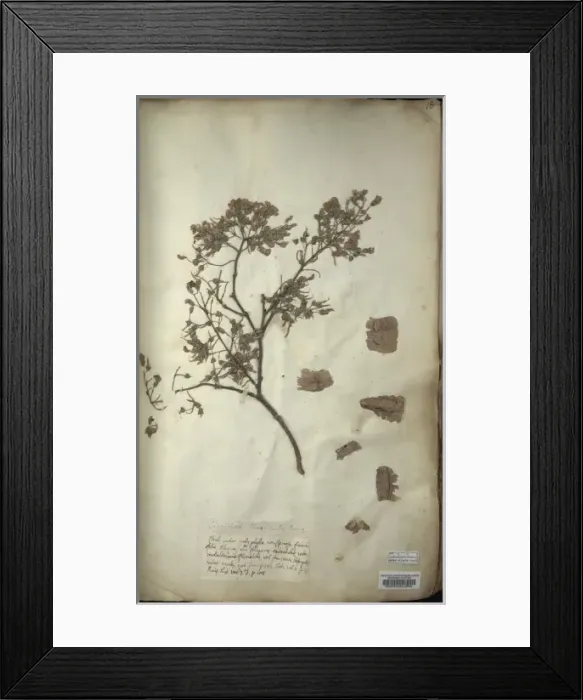 Framed Print : Piscidia piscipula, Jamaican dogwood Framed Print : Piscidia piscipula, Jamaican dogwood