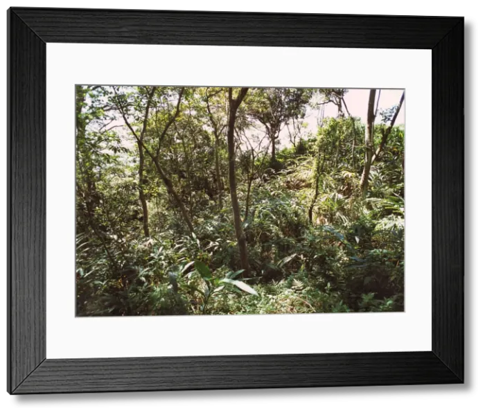 Framed Print : Montane rainforest, Sri Lanka Framed Print : Montane rainforest, Sri Lanka