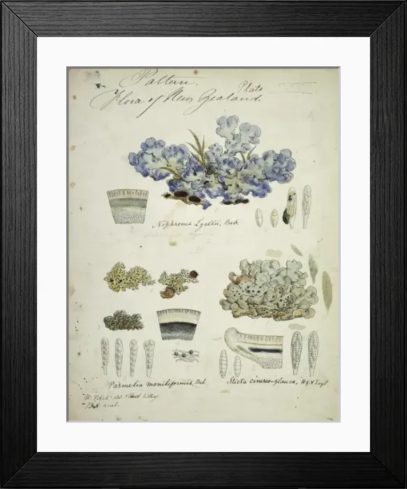 Framed Print : Cladhymenia oblongifolia Framed Print : Cladhymenia oblongifolia