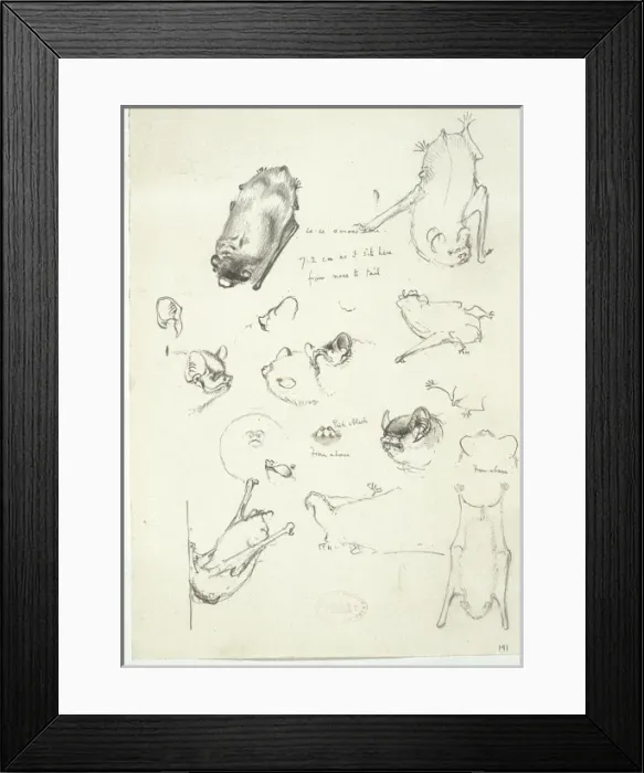 Framed Print : Nyctalus leisleri, lesser noctule Framed Print : Nyctalus leisleri, lesser noctule