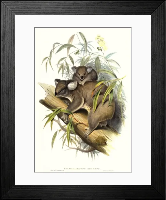 Framed Print : Phascolarctos cinereus, koala Framed Print : Phascolarctos cinereus, koala