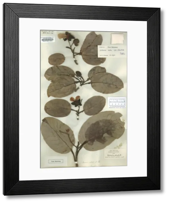 Framed Print : Dillenia alata Framed Print : Dillenia alata