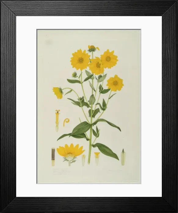 Framed Print : Helianthus tomentosus, Jerusalem artichoke Framed Print : Helianthus tomentosus, Jerusalem artichoke