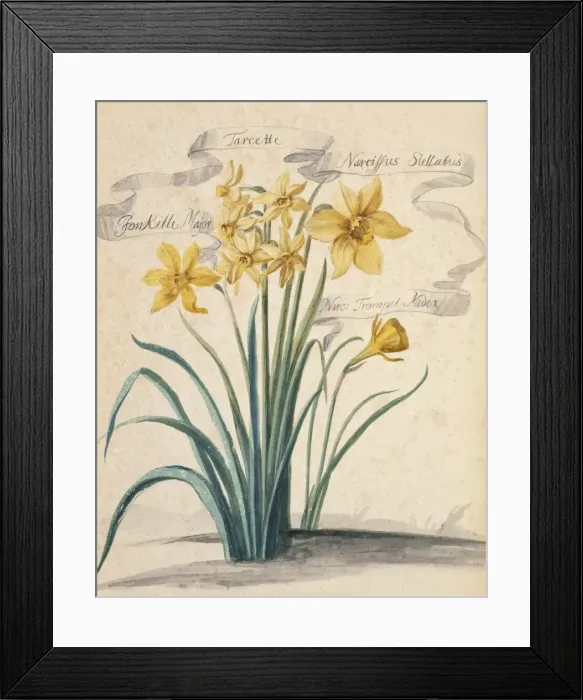 Framed Print : Narcissus sp. daffodil Framed Print : Narcissus sp. daffodil