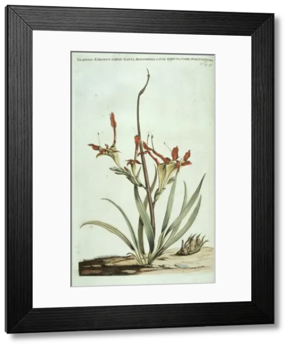 Framed Print : Babiana ringens, rats tail babiana Framed Print : Babiana ringens, rats tail babiana
