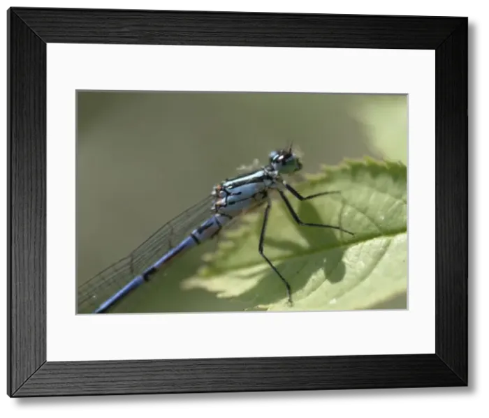 Framed Print : Coenagrion puella, azure damselfly Framed Print : Coenagrion puella, azure damselfly