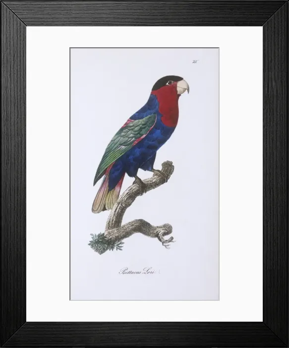 Framed Print : Lorius lori, black-capped lory Framed Print : Lorius lori, black-capped lory