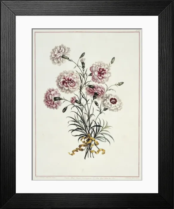 Framed Print : Folio 23 from A Collection of Flowers by John Edwards Framed Print : Folio 23 from A Collection of Flowers by John Edwards