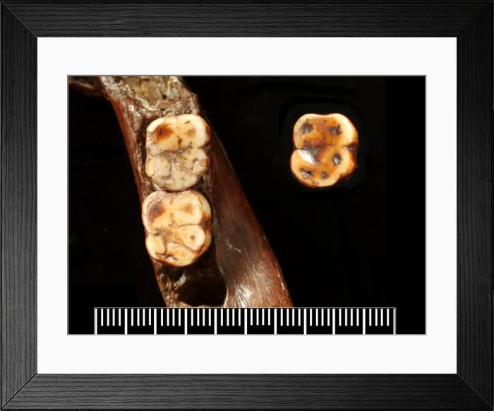Framed Print : Piltdown 1 jaw with Piltdown 2 molar Framed Print : Piltdown 1 jaw with Piltdown 2 molar
