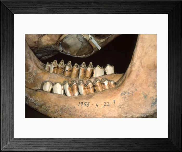 Framed Print : Bos taurus, cattle Framed Print : Bos taurus, cattle