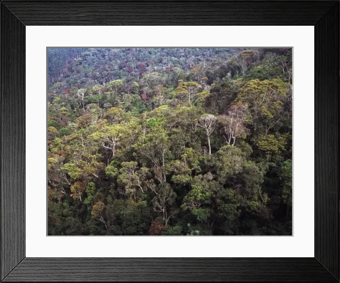 Framed Print : The peak Wilderness, Sri Lanka Framed Print : The peak Wilderness, Sri Lanka