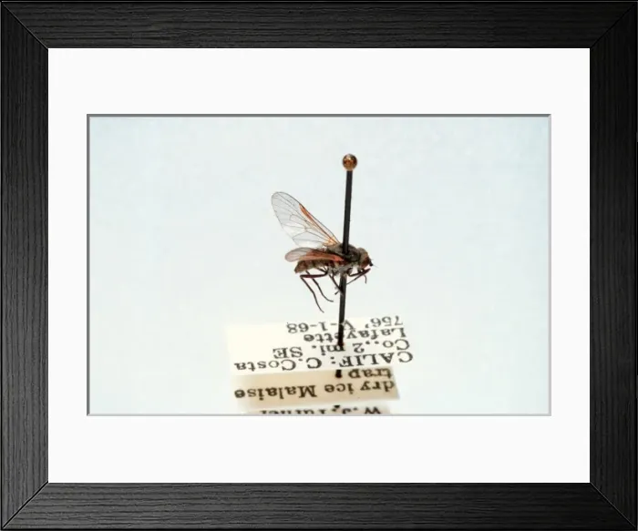 Framed Print : Symphoromyia pachyceras, snipe fly Framed Print : Symphoromyia pachyceras, snipe fly
