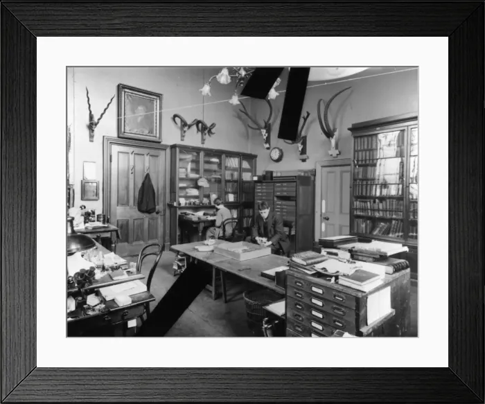 Framed Print : Mammal Study, Natural History Museum, 1924 Framed Print : Mammal Study, Natural History Museum, 1924