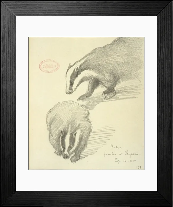 Framed Print : Meles meles, Eurasian badger Framed Print : Meles meles, Eurasian badger