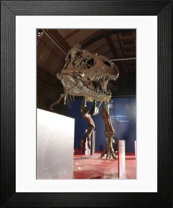 Framed Print : Tyrannosaurus rex skeleton Framed Print : Tyrannosaurus rex skeleton