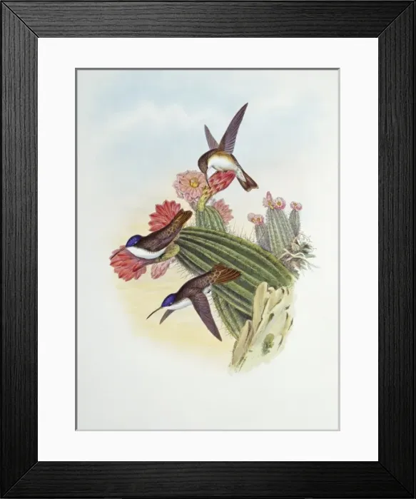 Framed Print : Amazilia violiceps, violet-crowned hummingbird Framed Print : Amazilia violiceps, violet-crowned hummingbird