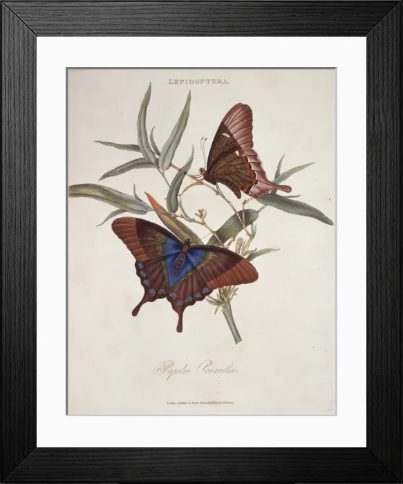 Framed Print : Papilio peranthus Framed Print : Papilio peranthus