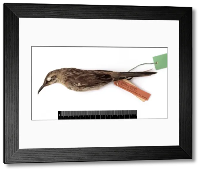 Framed Print : Nesomimus melanotis, Chatham mockingbird Framed Print : Nesomimus melanotis, Chatham mockingbird
