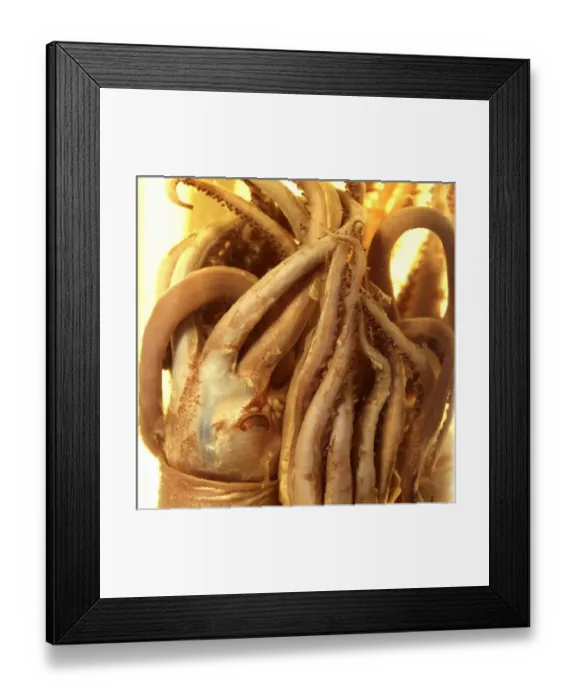 Framed Print : Squid specimen