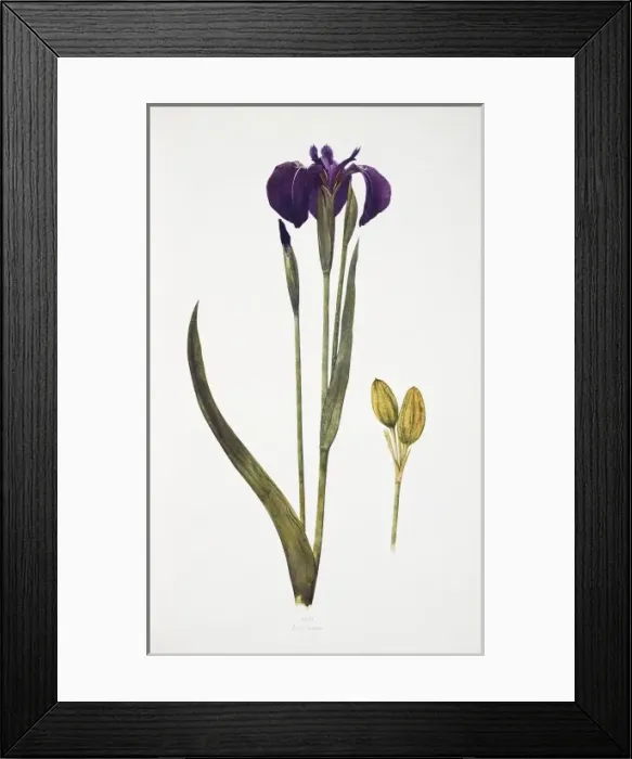 Framed Print : Iris setosa, blue flag Framed Print : Iris setosa, blue flag
