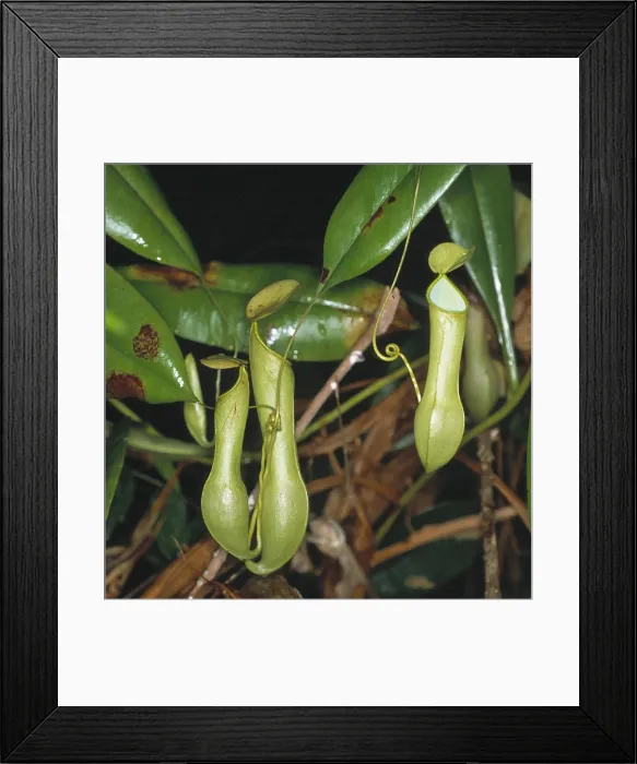 Framed Print : Nepenthes sp. pitcher plant Framed Print : Nepenthes sp. pitcher plant