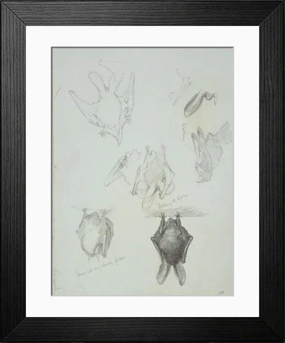 Framed Print : Neomys fodiens, Eurasian water shrew Framed Print : Neomys fodiens, Eurasian water shrew