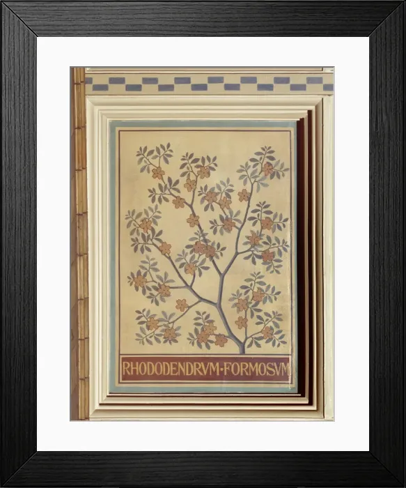Framed Print : Rhododendron formosum Framed Print : Rhododendron formosum