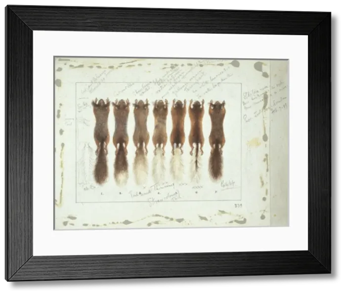 Framed Print : Sciurus vulgaris, red squirrel Framed Print : Sciurus vulgaris, red squirrel