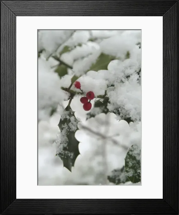 Framed Print : Ilex aquifolium, holly Framed Print : Ilex aquifolium, holly