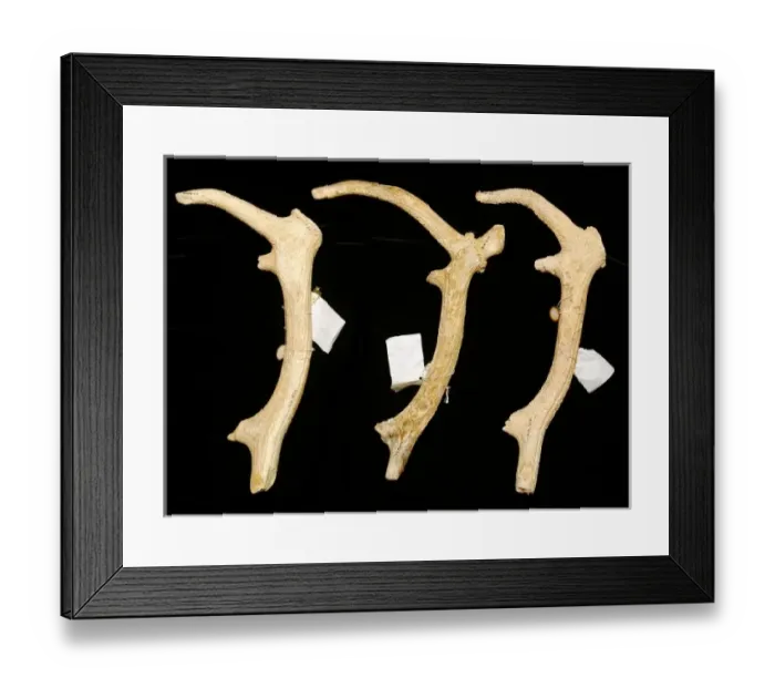 Framed Print : Cervus elaphus, red deer Framed Print : Cervus elaphus, red deer