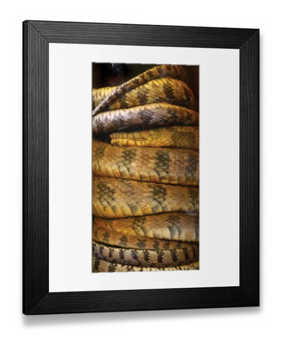 Framed Print : Nerodia sipedon, water snake Framed Print : Nerodia sipedon, water snake