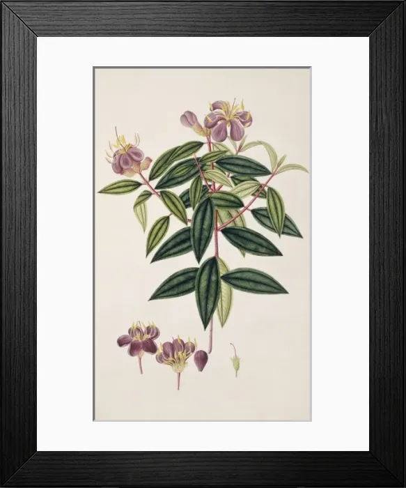 Framed Print : Melastoma melabathricum, pink glory bush Framed Print : Melastoma melabathricum, pink glory bush