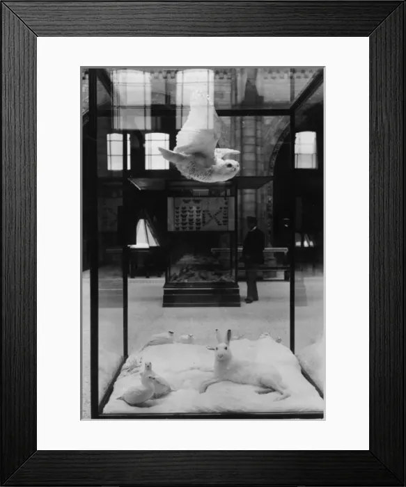 Framed Print : Animals in winter plumage, November 1897 Framed Print : Animals in winter plumage, November 1897