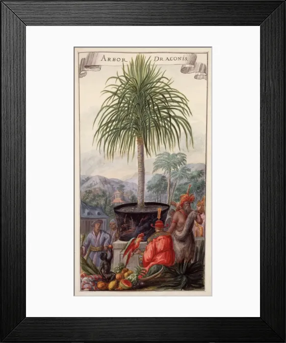 Framed Print : Arbor Draconis Framed Print : Arbor Draconis