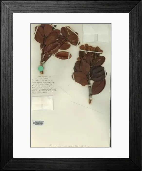 Framed Print : Pancheria rubrivensis Framed Print : Pancheria rubrivensis