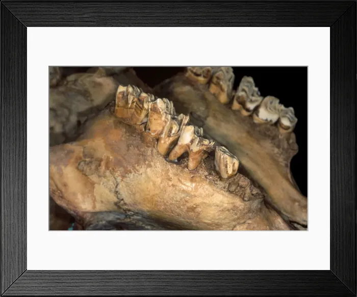 Framed Print : Bos taurus, cattle Framed Print : Bos taurus, cattle