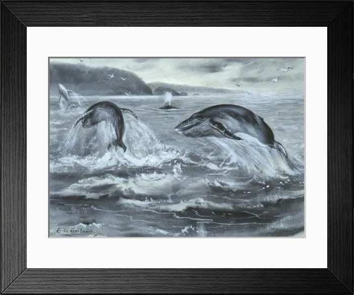 Framed Print : Cetacea (order), whale Framed Print : Cetacea (order), whale