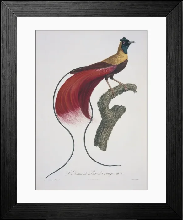 Framed Print : Paradisaea rubra, red bird-of-paradise Framed Print : Paradisaea rubra, red bird-of-paradise