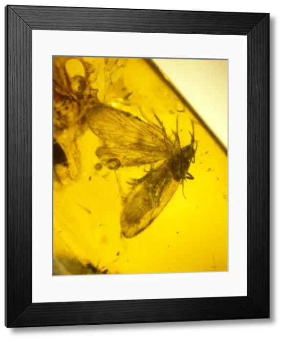 Framed Print : Moth preserved in Baltic amber Framed Print : Moth preserved in Baltic amber
