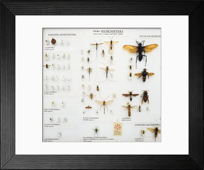 Framed Print : Hymenoptera specimens Framed Print : Hymenoptera specimens