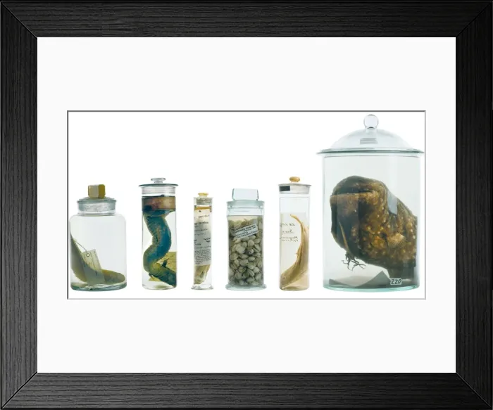 Framed Print : Specimens in spirit jars Framed Print : Specimens in spirit jars