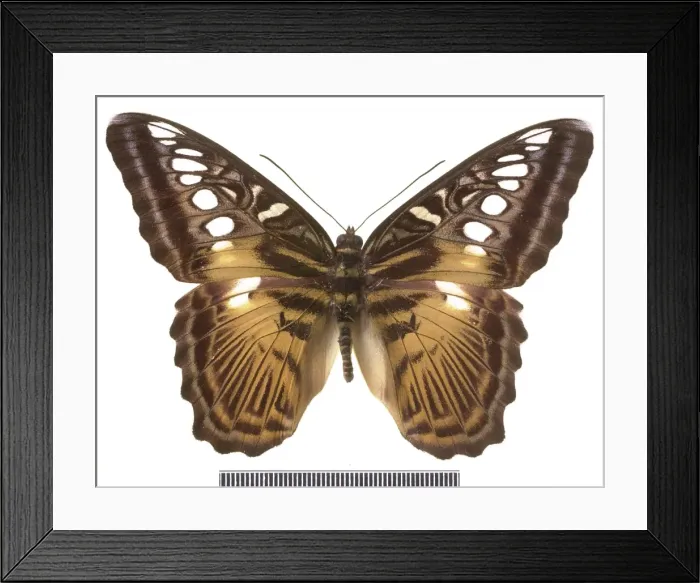 Framed Print : Parthenos sylvia salentia, clipper butterfly Framed Print : Parthenos sylvia salentia, clipper butterfly