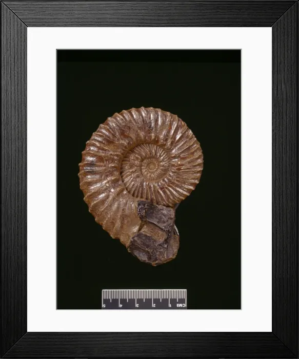 Framed Print : Aulacostephanus autissiodorensis, ammonite Framed Print : Aulacostephanus autissiodorensis, ammonite