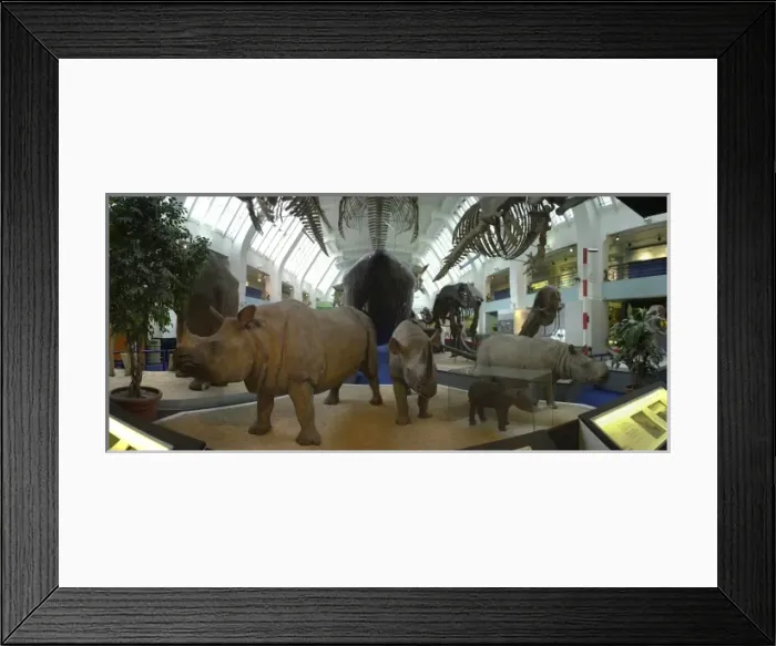 Framed Print : Blue Whale Hall, Mammals Gallery Framed Print : Blue Whale Hall, Mammals Gallery