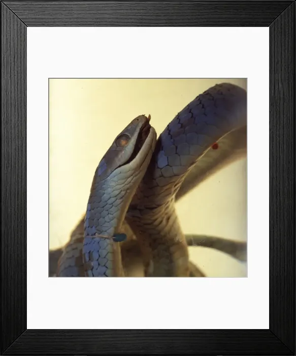 Framed Print : Philothamnus irregularis, western green snake Framed Print : Philothamnus irregularis, western green snake