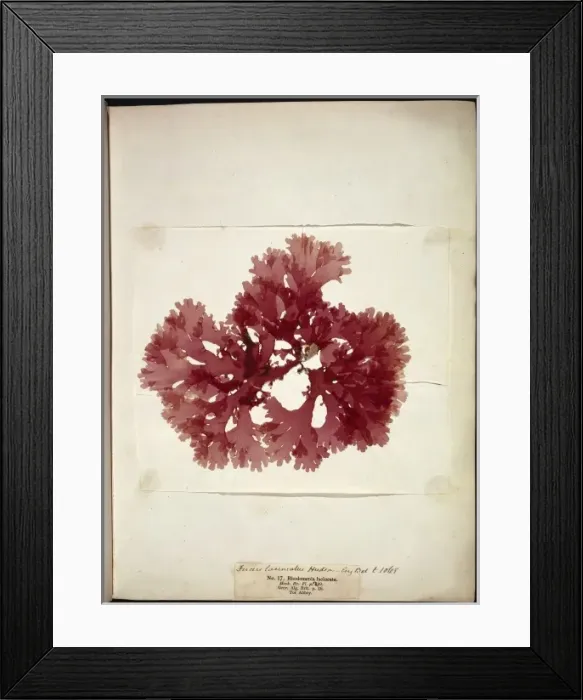 Framed Print : Thodomenia lacineata, seaweed Framed Print : Thodomenia lacineata, seaweed