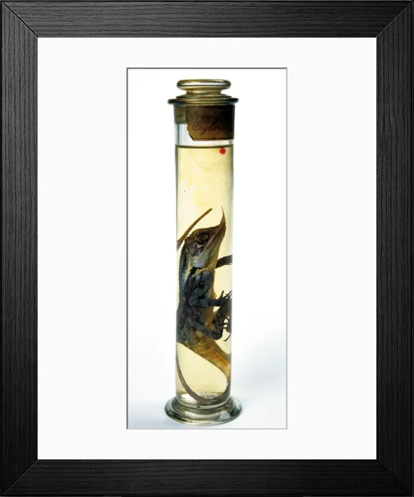 Framed Print : Lizard specimen held in the Darwin Centre Framed Print : Lizard specimen held in the Darwin Centre